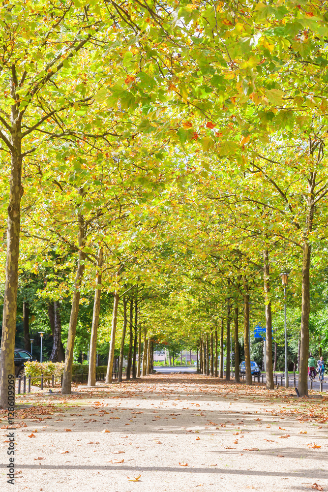 Walkway along yellow autumn trees background, The Netherlands