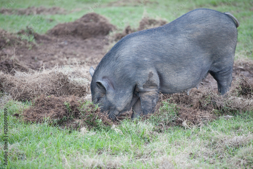 Boar digging soil to eat grass root Boar digging soil to eat grass root