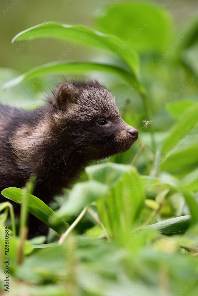 Raccoon dog pup in forest. Baby raccoon dog. Baby animal. Raccoon dog pup in forest. Baby raccoon dog. Baby animal.