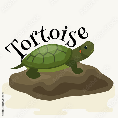 tortoise pet for home, reptile animal vector illustration