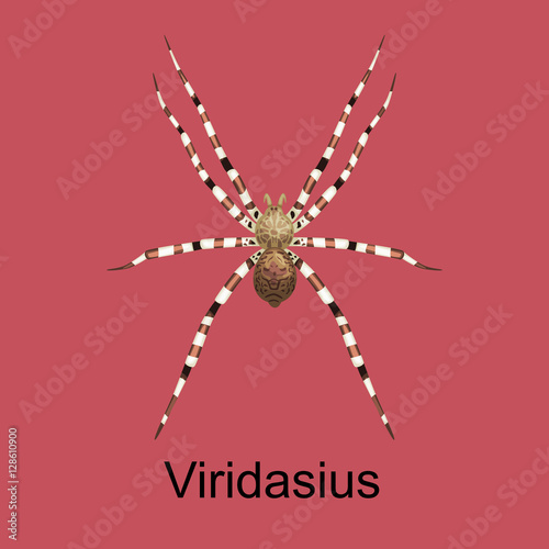 Spiders Viridasius cartoon set, dangerous insects collection