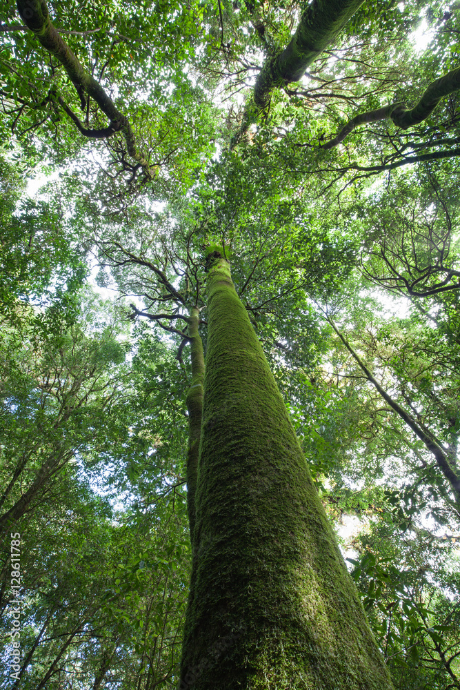 Fototapeta premium Rainforest travel at Kew-Mae-Pan, Thailand
