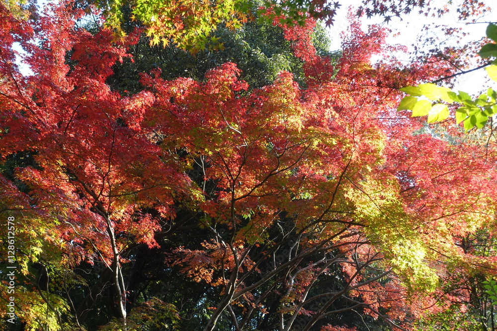 東京紅葉散歩