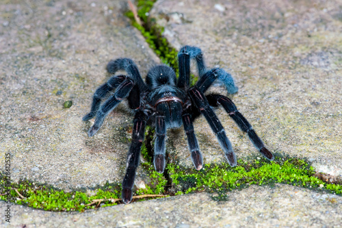 Selenocosmia javanensis tarantula spider on the ground