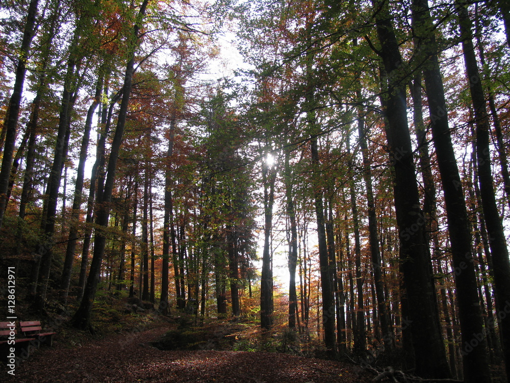 Obraz premium Herbstwald