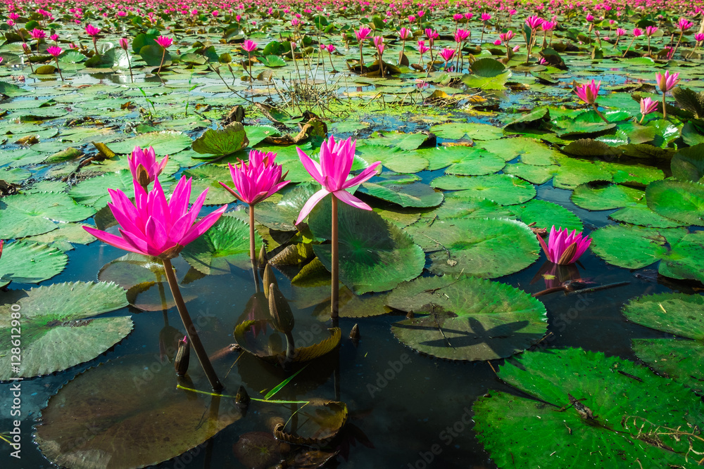 Fototapeta premium close up beautiful pink flower with flare light tone.Fresh lotus flower and lotus flower plants blooming on pond background.flare light with pink flower and green leaf.