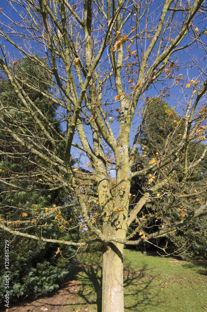 Fototapeta premium grounds of batsford stately home and arboretum cotswolds england