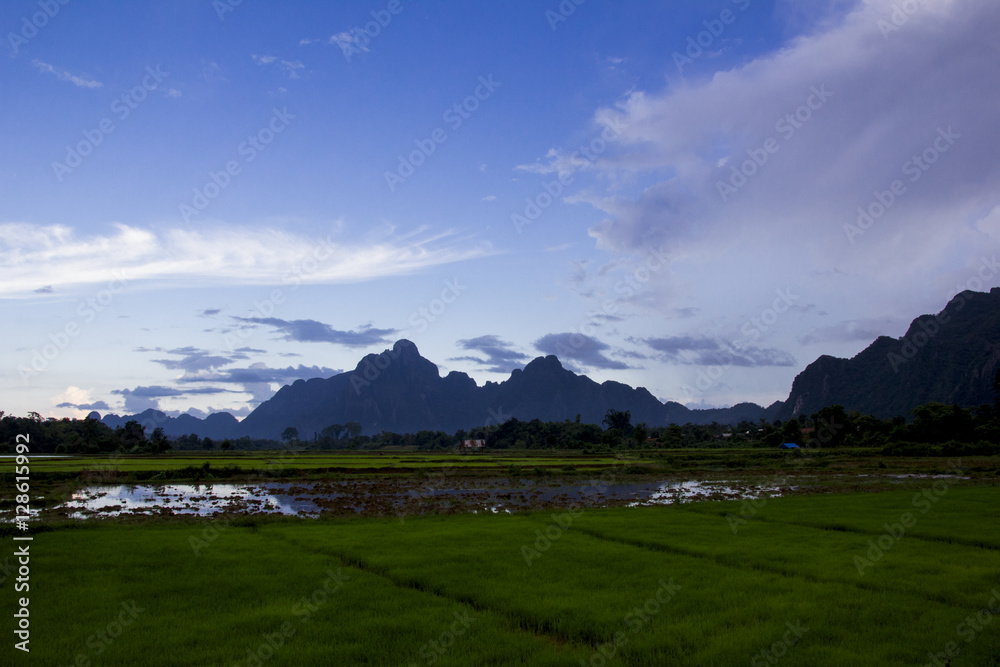 rice field with mountains in the background in laos rice field with mountains in the background in laos