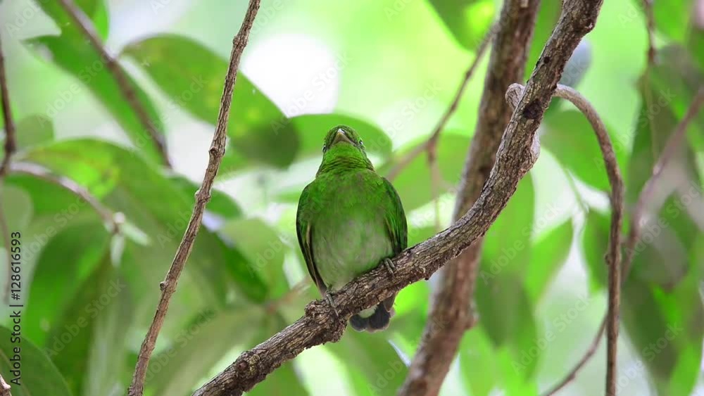 Juvenile green bird,female yawning. Green broadbill (calyptomena viridis) perchs lonely. Juvenile green bird,female yawning. Green broadbill (calyptomena viridis) perchs lonely.