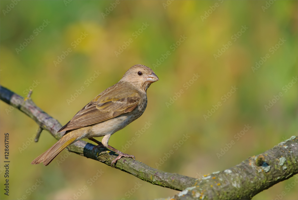 Common rosefinch perched in the morning