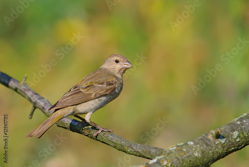 Common rosefinch perched in the morning