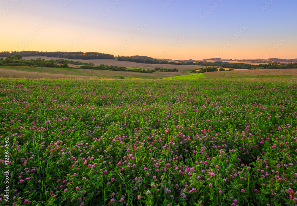 The Czech countryside. Clover field at sunset.
