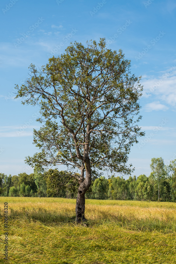 Fototapeta premium Rice field