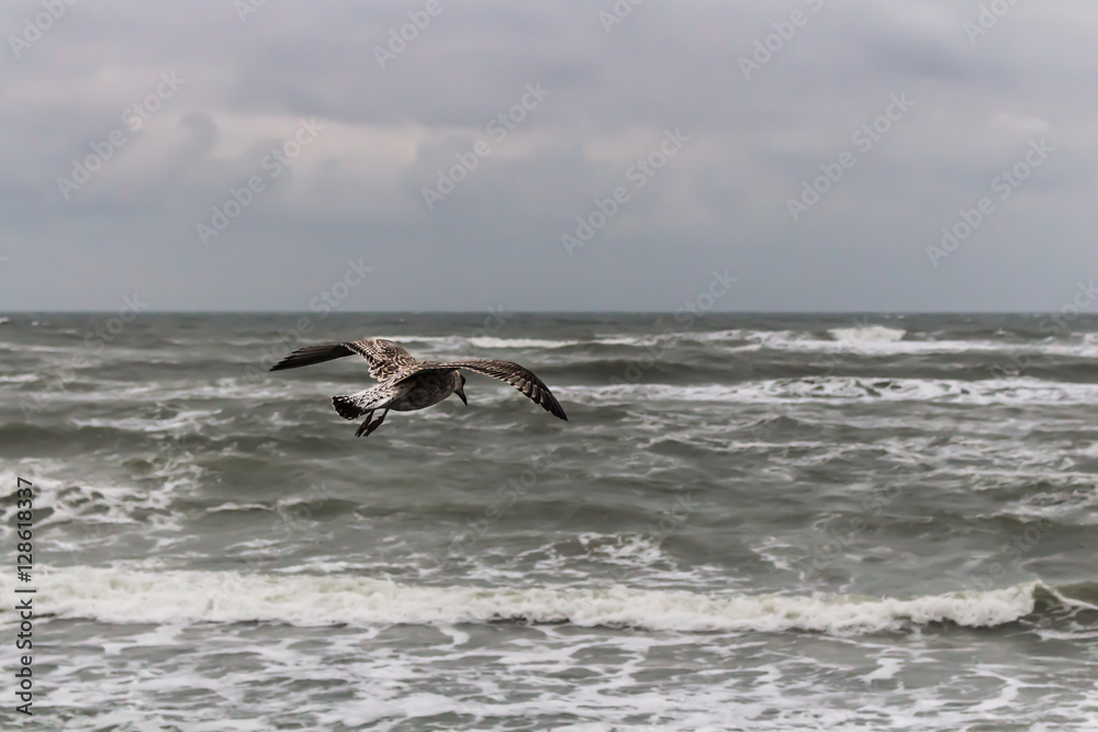 Fototapeta premium Flyig Sea Gull over the windy Sea