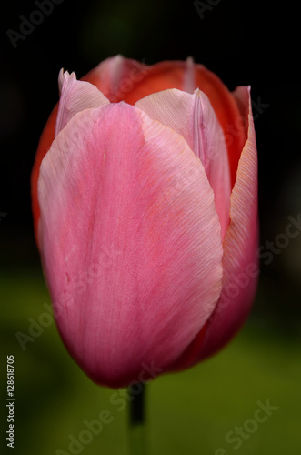 Tulipano