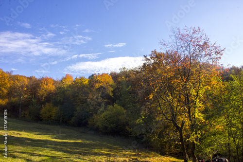 forest autumn landscape