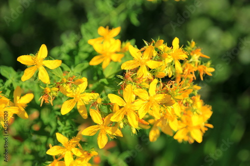 Fototapeta Naklejka Na Ścianę i Meble -  Yellow St. John's Wort