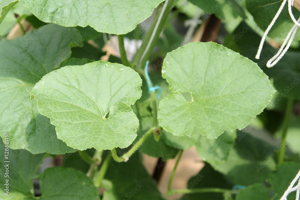 Obraz premium Leaf of melon or cantaloupe on tree in farm.