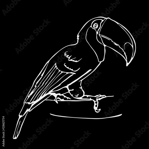 Hand-drawn pencil graphics, toucan bird. Engraving, stencil style.  photo