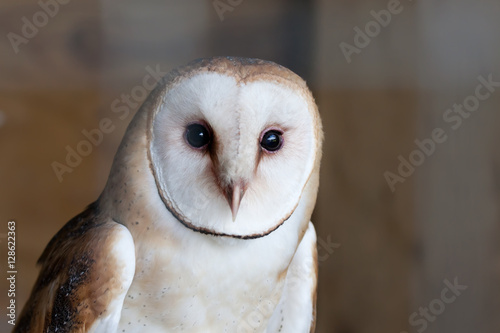 Barn owl closeup