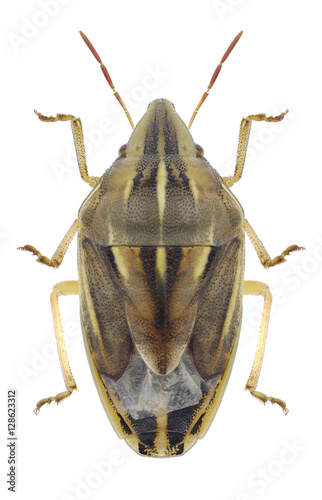 Bug Aelia rostrata on a white background photo