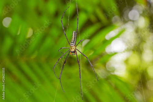 Black spider on blurred forest background