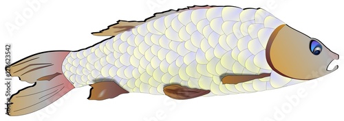 pesce