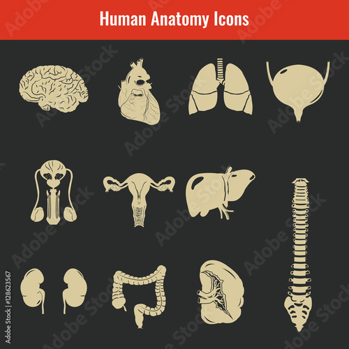 Human internal organs. Anatomy set. Vector