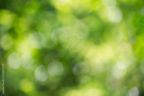 Nature green bokeh background