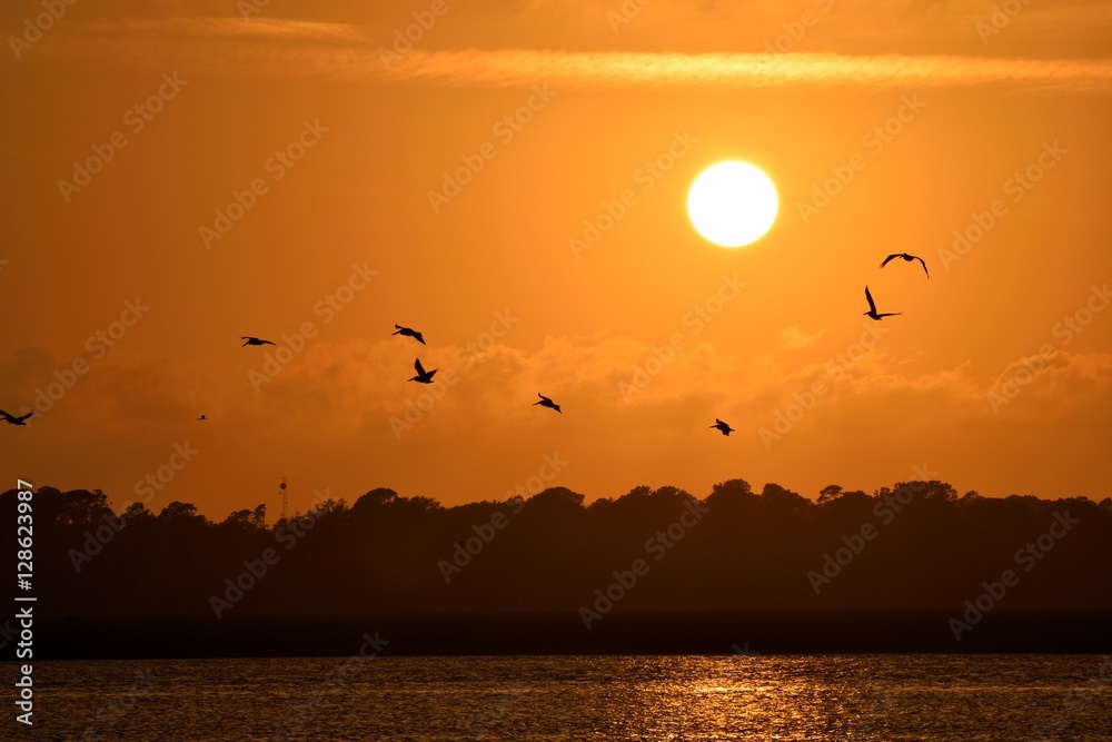 Pelicans silhouette flying at sunset