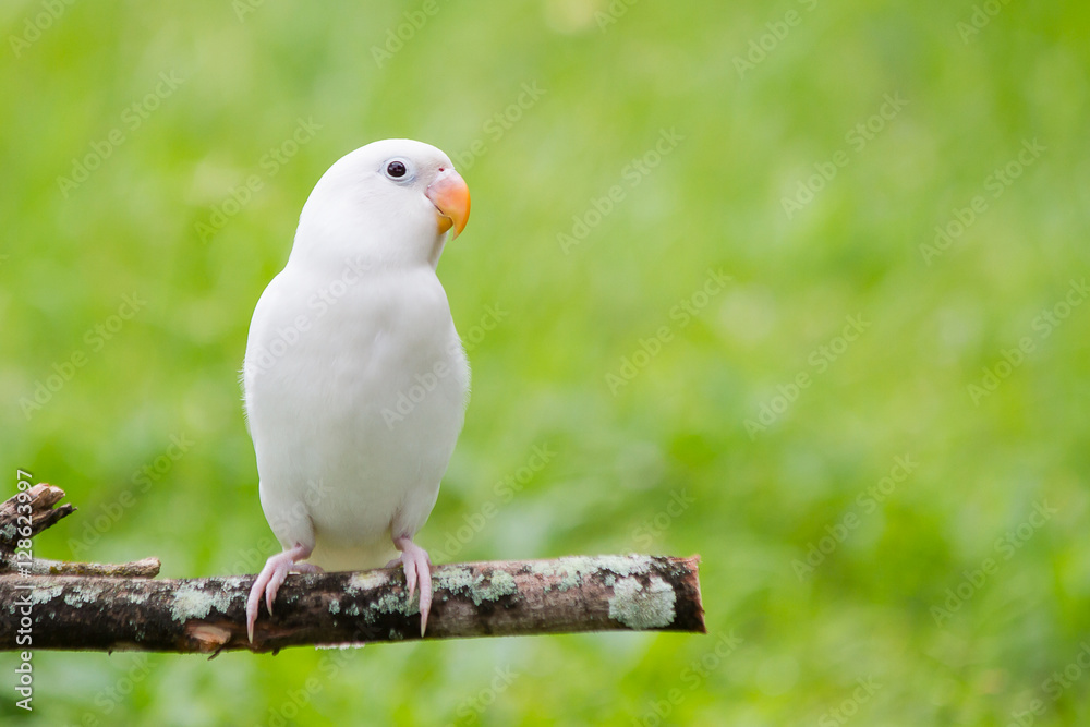 White lovebird standing on the perch on blurred garden background White lovebird standing on the perch on blurred garden background