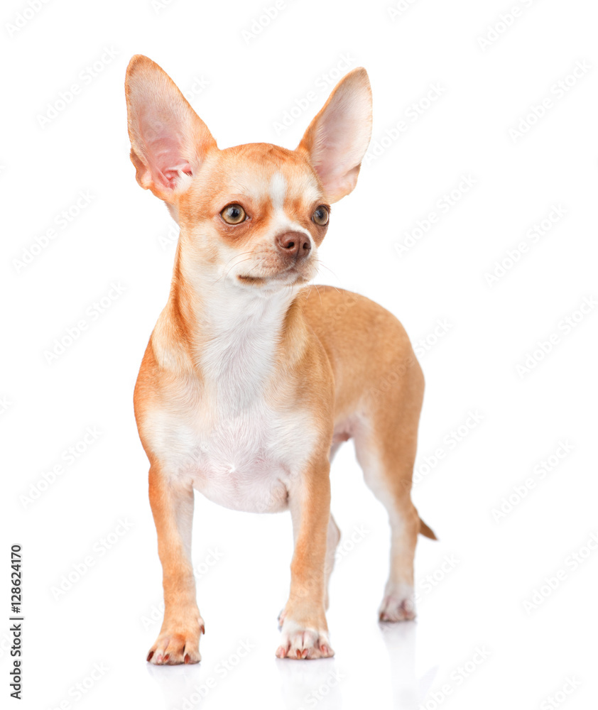 Chihuahua puppy standing in front view. isolated on white 