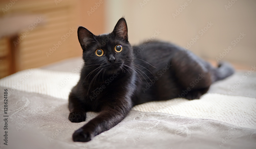 Naklejka premium Czarny kot z żółtymi oczami leży na kanapie.