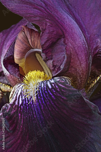 Fototapeta Naklejka Na Ścianę i Meble -  German iris flower