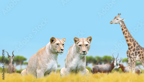 Two lioness on the savannah in the background antelopes and giraffe.
