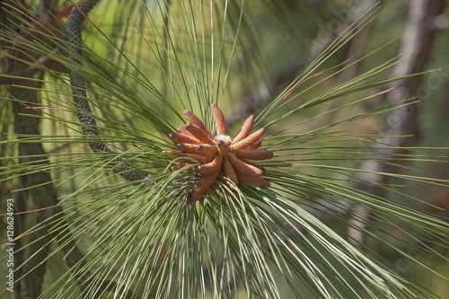 Longleaf pine pollen cones photo