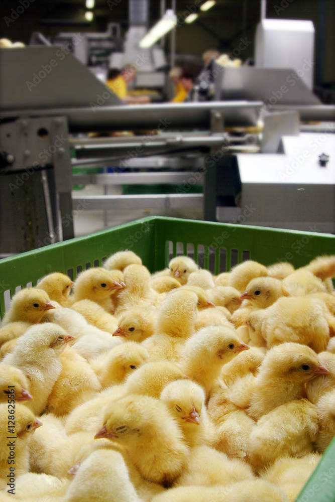 Hatchery. Hatchery. Chicklets in crate on conveyor belt. Chicken