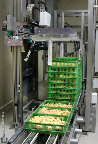 Hatchery. Chicklets in crate on conveyor belt. Chicken. Poultry. Propagation company photo