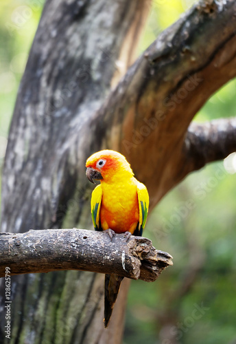 Conure relaxing on a tree with blur background.