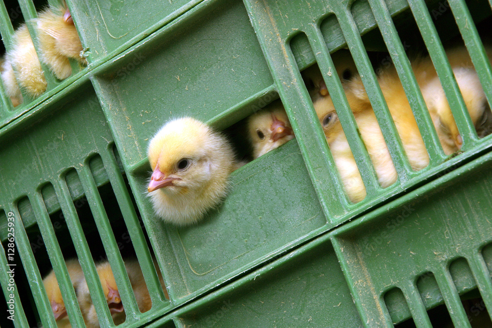 Hatchery Chicken. Chicklets in crates. Transportation of poultry