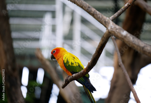 Conure relaxing on a tree with blur background.