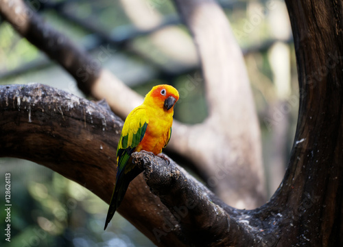 Conure relaxing on a tree with blur background.