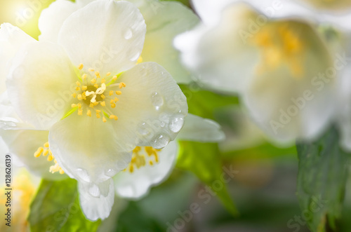 Fototapeta beautiful jasmine flowers