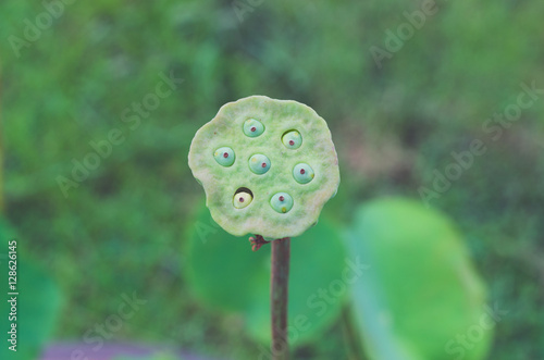 lotus seed photo