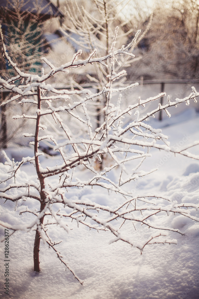 Winter tree branches covered with snow in sun light Winter tree branches covered with snow in sun light