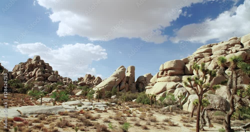 Landscape view of Joshua Tree National Park with Yucca and Joshua Tree. Desert view, cholla cactus garden.