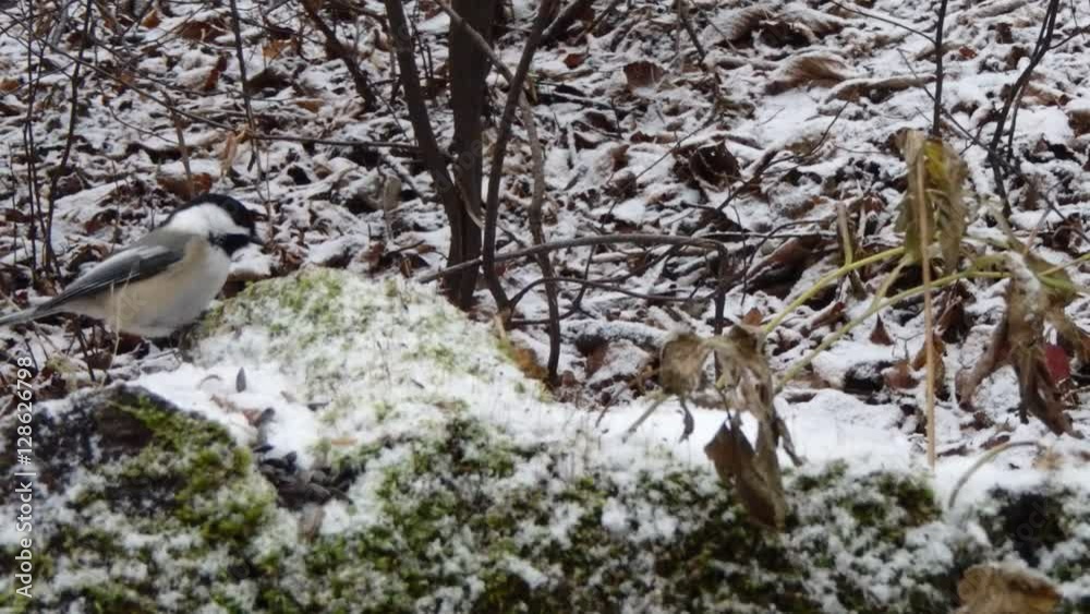 sittelle et mésange