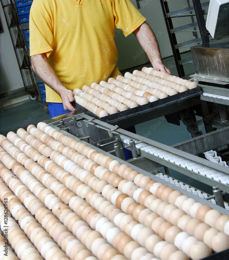 Eggs on trays. Hatchery. Poultry. Chicken. Food industry. Eggs in