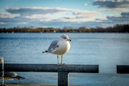 Photography Seagull on Harbourfront - Toronto, Ontario, Canada