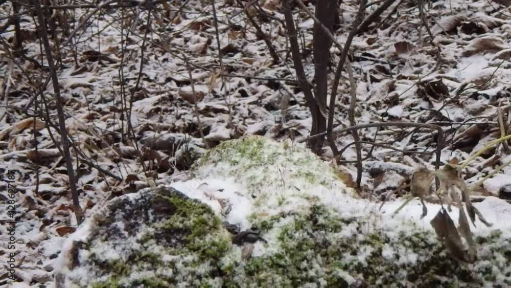 sittelle et mésange